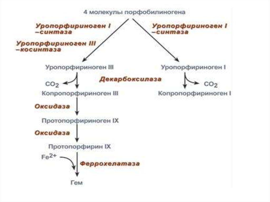 Распад гема биохимия схема