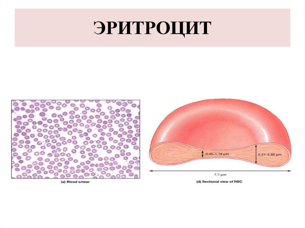 Эритроциты человека. Строение эритроцитов человека рисунок. Эритроцит схема строения. Строение эритроцита человека схема. Структура эритроцита человека.