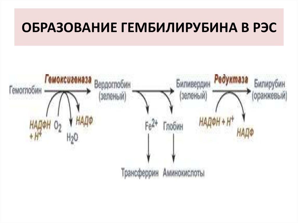 Биохимия эритроцитов