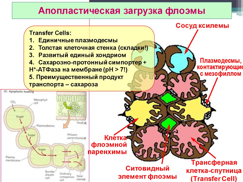 Плазмодесмы. Распространение вирусов через плазмодесмы. Апопластический транспорт. Ультраструктура плазмодесмы. Плазмодесмы вирусы.