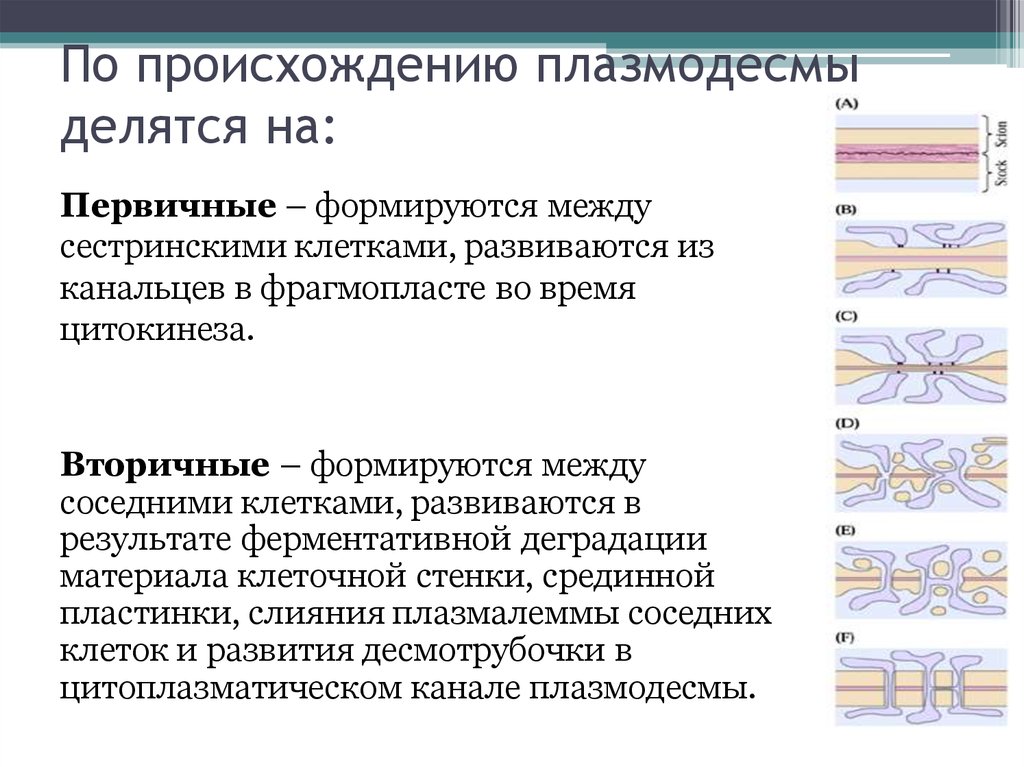 Плазмодесмы. Клеточная стенка плазмодесмы. Плазмодесмы растительной клетки схема. Плазмодесма растительной клетки строение и функции. Поры и плазмодесмы растительной клетки.