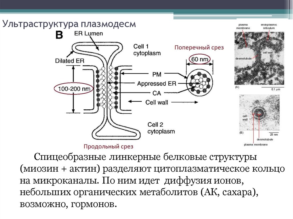 Плазмодесмы. Плазмодесмы растительной клетки схема. Плазмодесмы строение и функции. Плазмодесмы строение и функции кратко. Плазмодесма растительной клетки строение и функции.