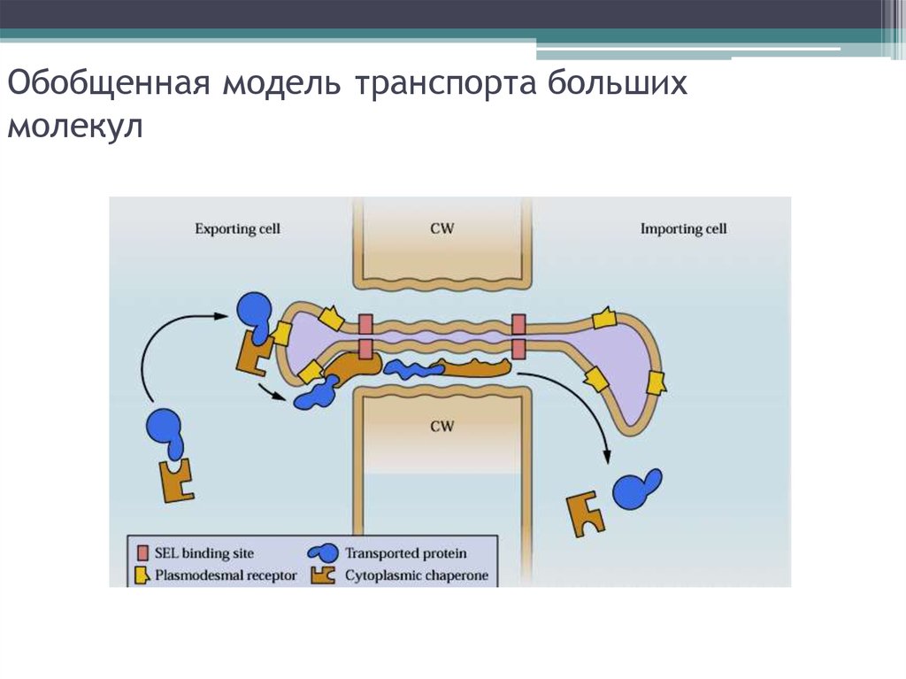 Плазмодесмы. Ультраструктура плазмодесмы. Распространение вирусов через плазмодесмы. Плазмодесмы вирусы. Большие молекулы Тип транспорта.