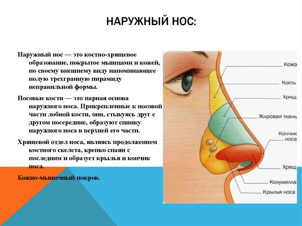 Причины заболевания носа. Наружный нос строение анатомия хрящи. Строение наружного носа человека анатомия. Перечислите части наружного носа. Строение носа человека схема.