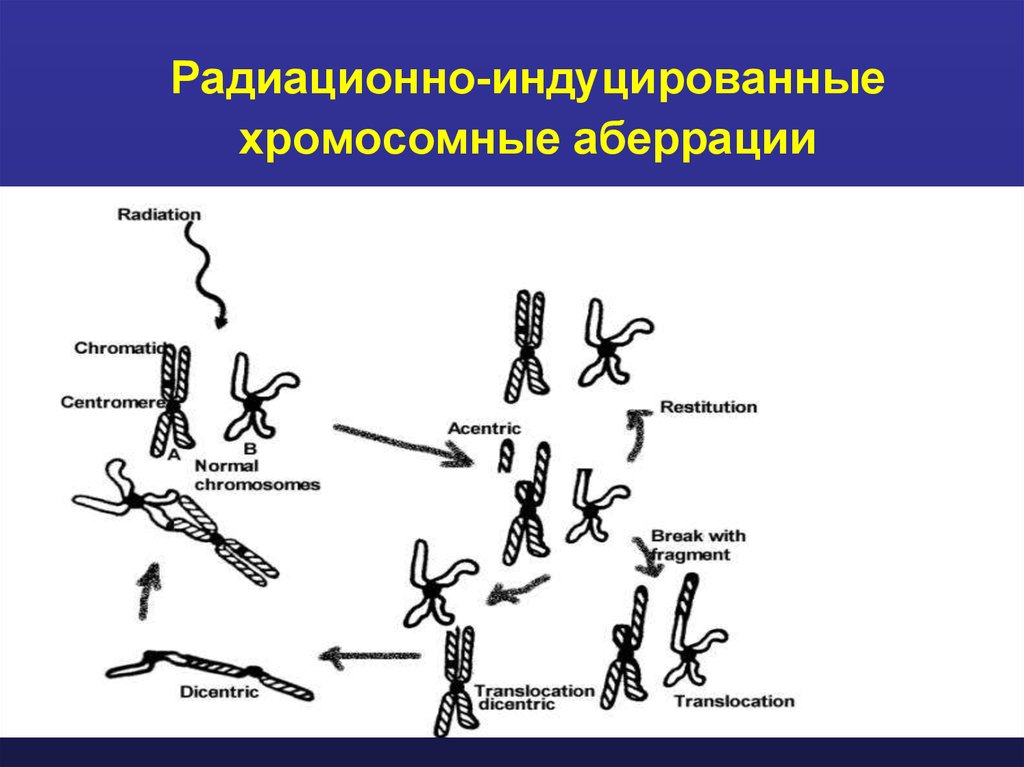 Хромосомные аберрации