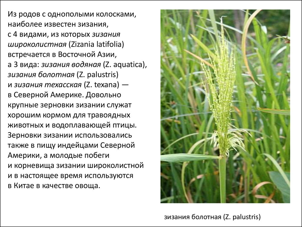 Злак из рода зизания 9 букв. Цицания водяная. Цицания широколистная. Zizania palustris. Цицания широколистная или маньчжурский дикий рис.