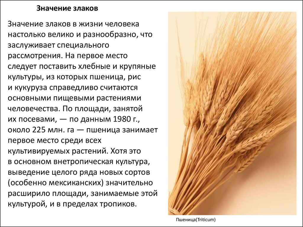 Пшеница группа организмов. Роль злаков в жизни человека. Семейство злаковые значение. Роль злаков в природе. Роль злаковых растений в жизни человека.