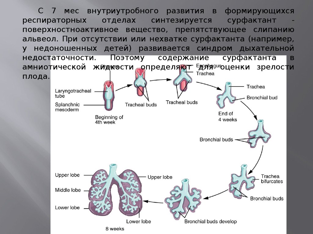 Эволюция легкое дыхание