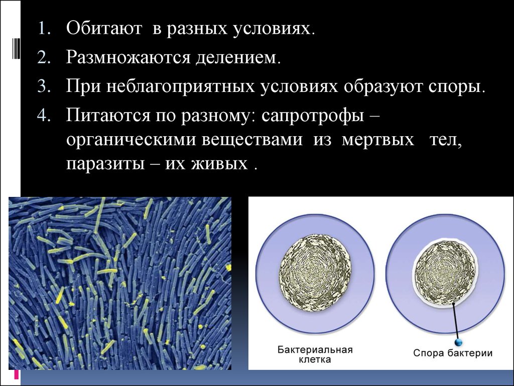 При резких изменениях температуры бактериальная клетка образует. Спирохеты риккетсии хламидии актиномицеты микоплазмы. При неблагоприятных условиях вирусы образуют споры. Что образуют вирусы при неблагоприятных условиях. При неблагоприятных условиях образуют споры.