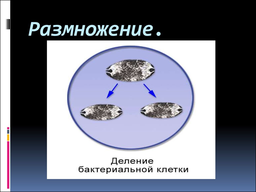 Токсические компоненты риккетсий хламидий и вирусов