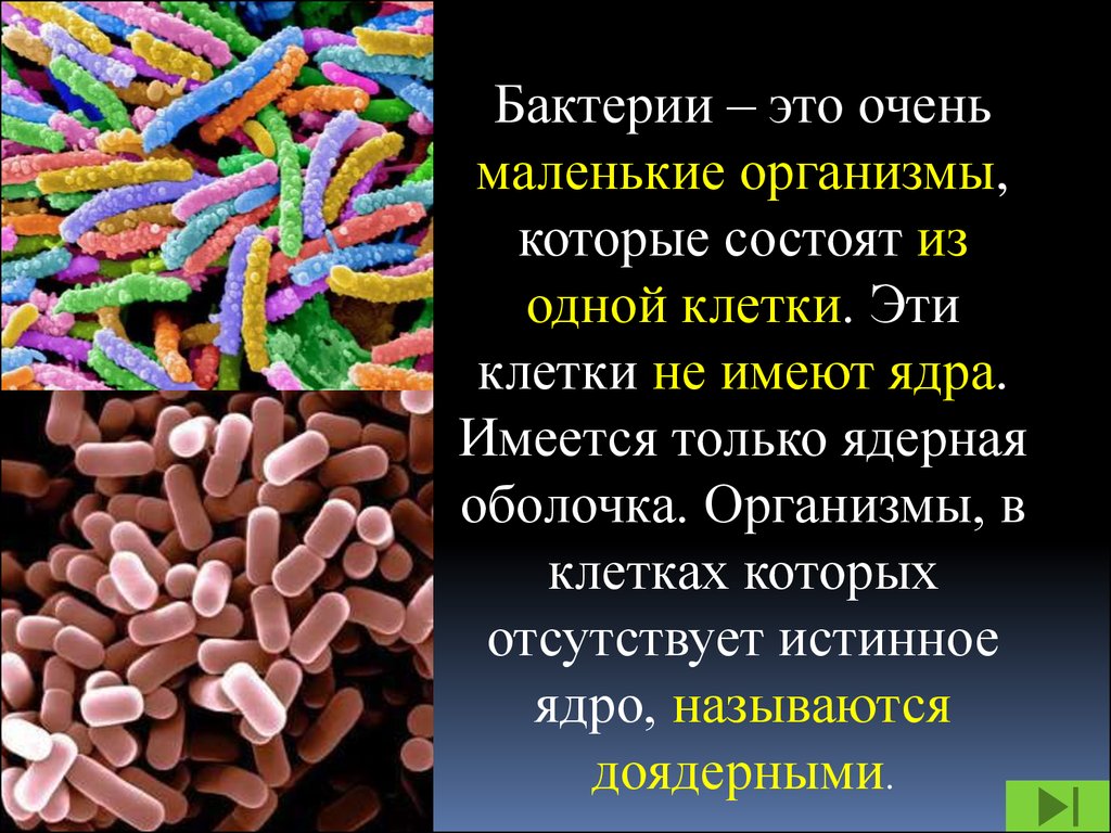 Три организма относящиеся к бактериям. Бактериальные микроорганизмы. Бактерии состоят из одной клетки. Микроорганизмы состоящие из одной клетки. Микроорганизмы состоят из.