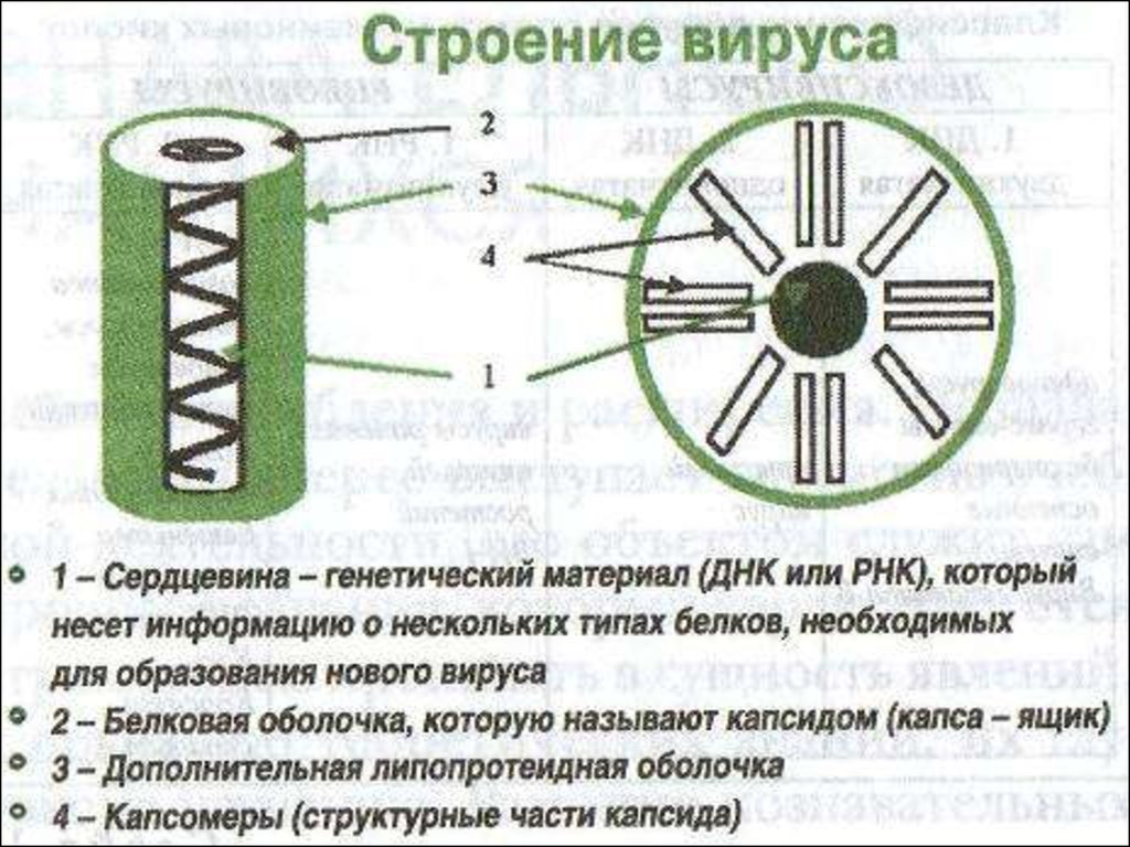 Сердцевина структура. Строение вируса сердцевина. Вирусы по строению. Строение вируса презентация. Строение вируса 10 класс биология.