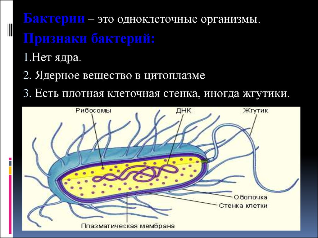 Какие особенности бактериальной клетки. Актиномицеты строение клеточной стенки. Риккетсии прокариоты. Ядерное вещество у бактерий. Ядерное вещество бактериальной клетки.