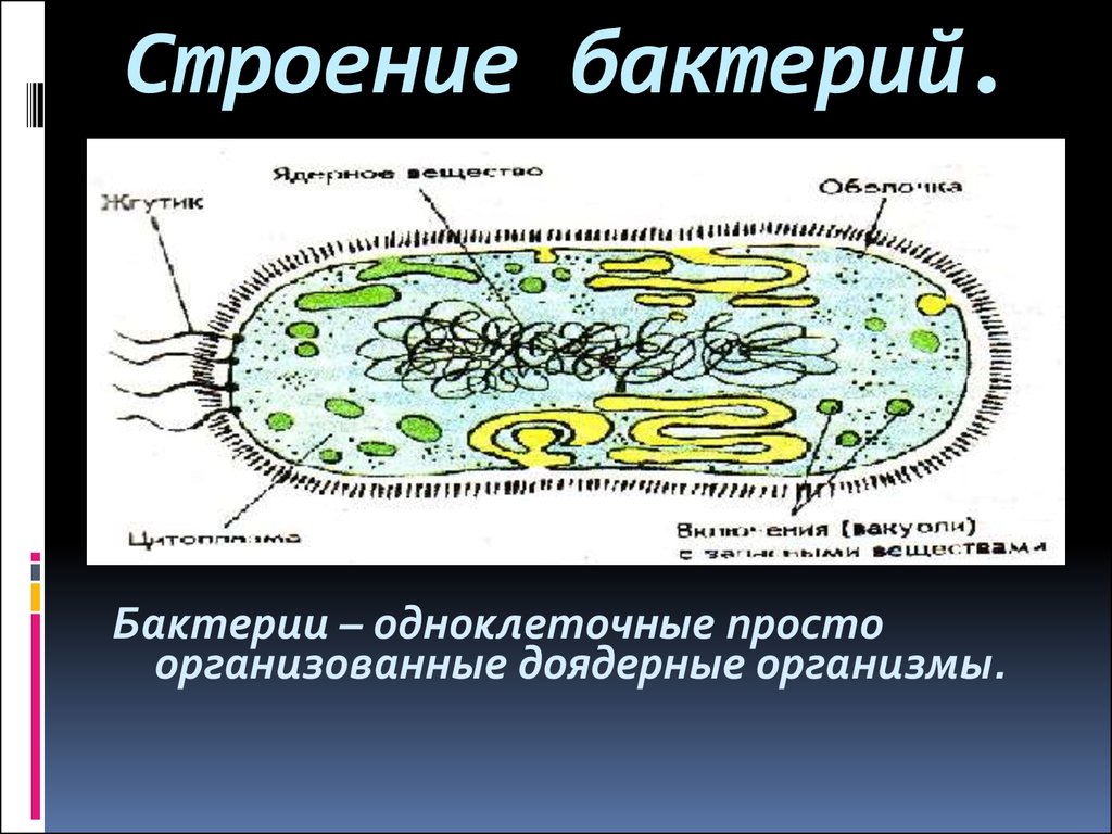 Особенности строения бактерий. Бактерии доядерные организмы. Строение вируса и бактерии. Структура организма бактерии. Строение тела бактерии.