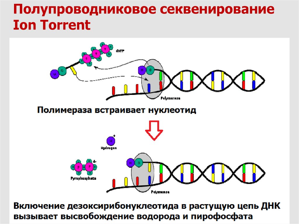 Секвенирование нуклеотидов. Полупроводниковое секвенирование. Высокопроизводительное секвенирование. Секвенирование ДНК. Ионное секвенирование.