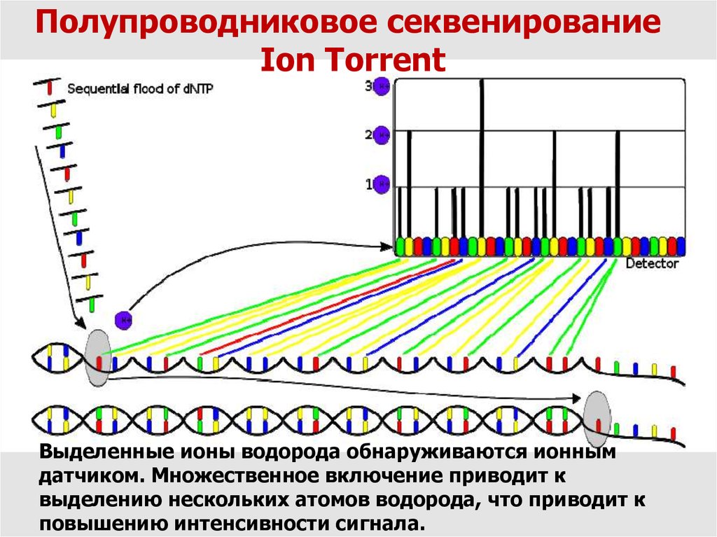 Секвенирования. Ионное полупроводниковое секвенирование. Схема секвенирования. Принцип секвенирования. Секвенирование схема.