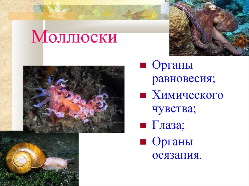 7 класс органы