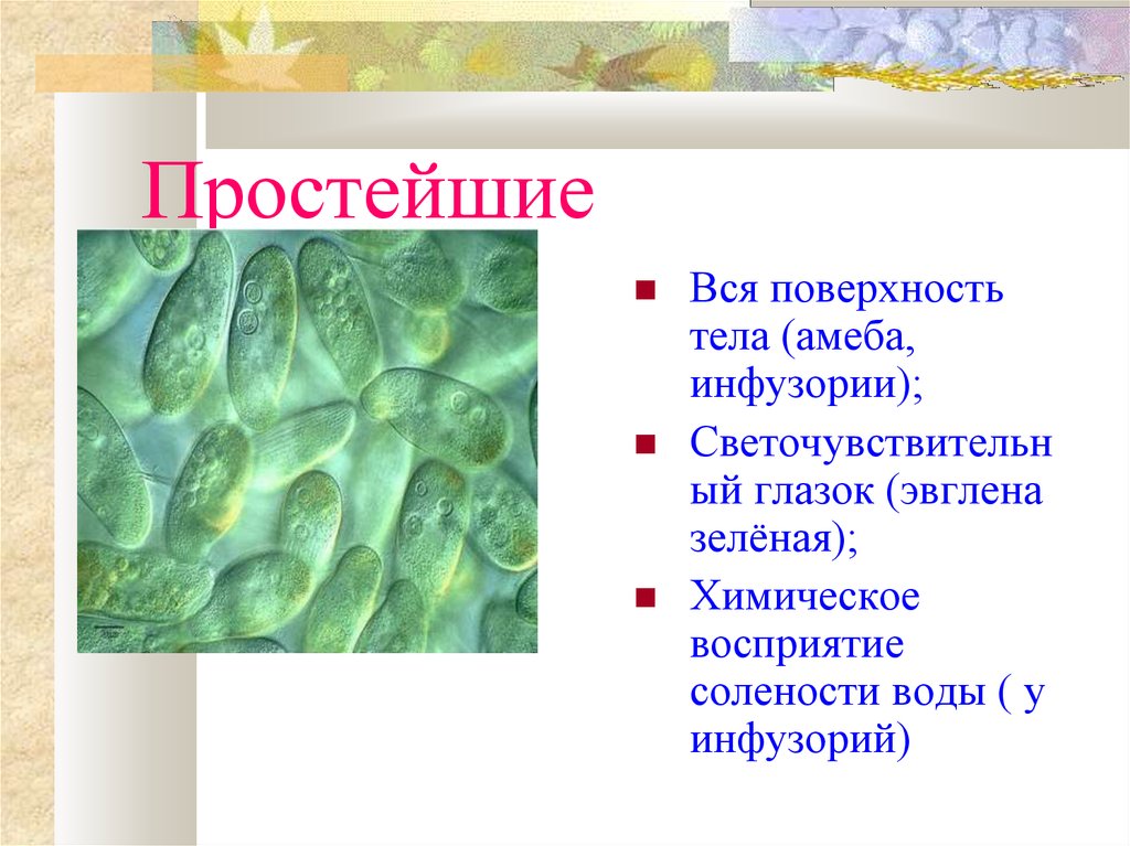 Биология 7 класс органы чувств регуляция деятельности организма презентация