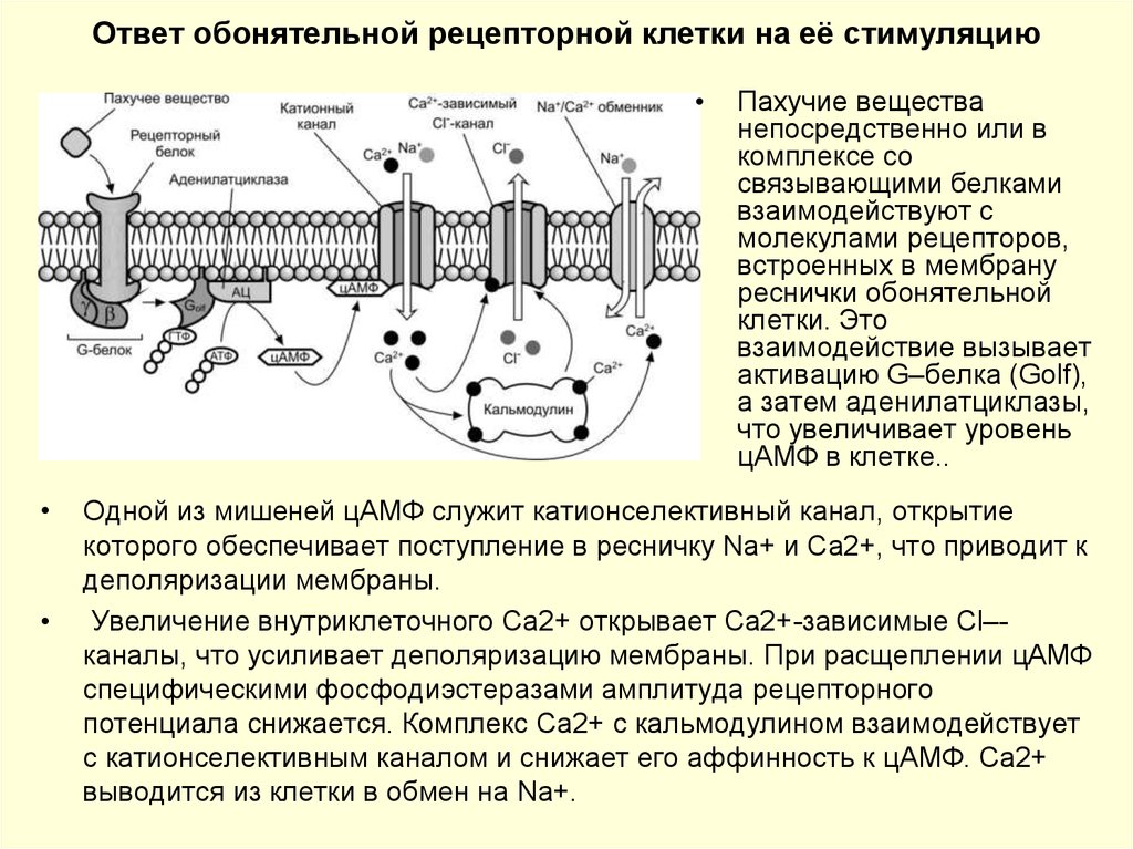 Система находится в состоянии