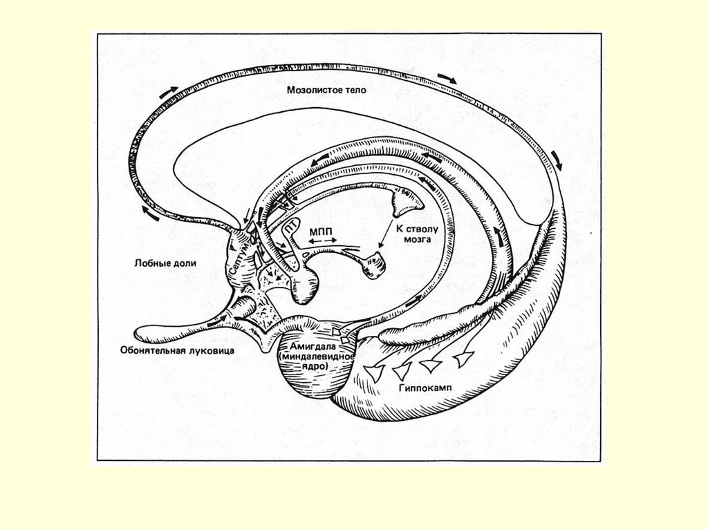 Лимбическая система схема