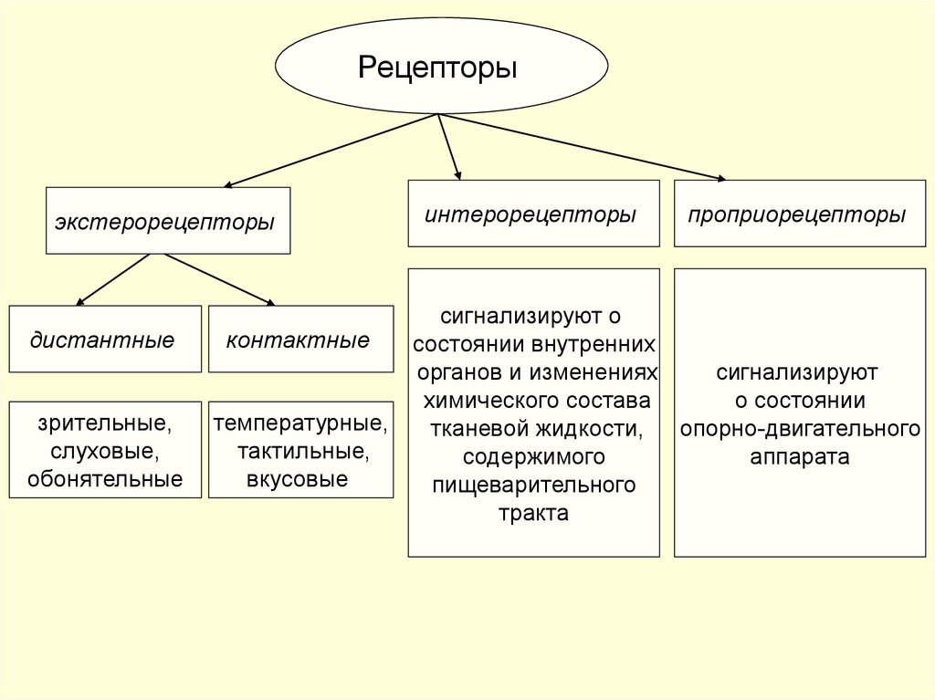 К контактным рецепторам относятся рецепторы. Классификация рецепторов экстерорецепторы. Интерорецепторы и проприорецепторы. Классификация рецепторов схема. Классификация рецепторов по расположению.