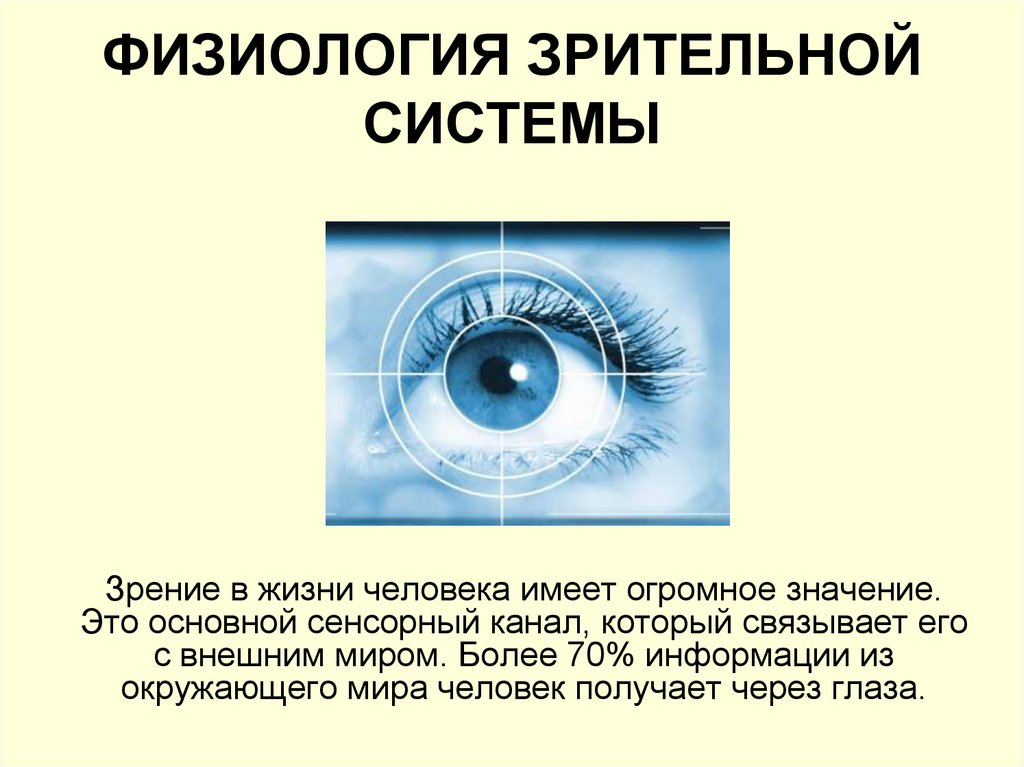 Информация через зрение. Зрительная информация. Значение зрительной системы. Физиология зрения. Сенсорная система зрения физиология.