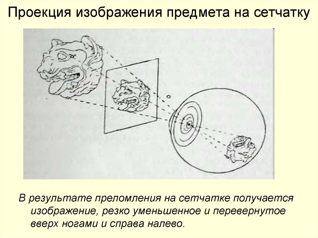 Построение изображения на сетчатке физиология