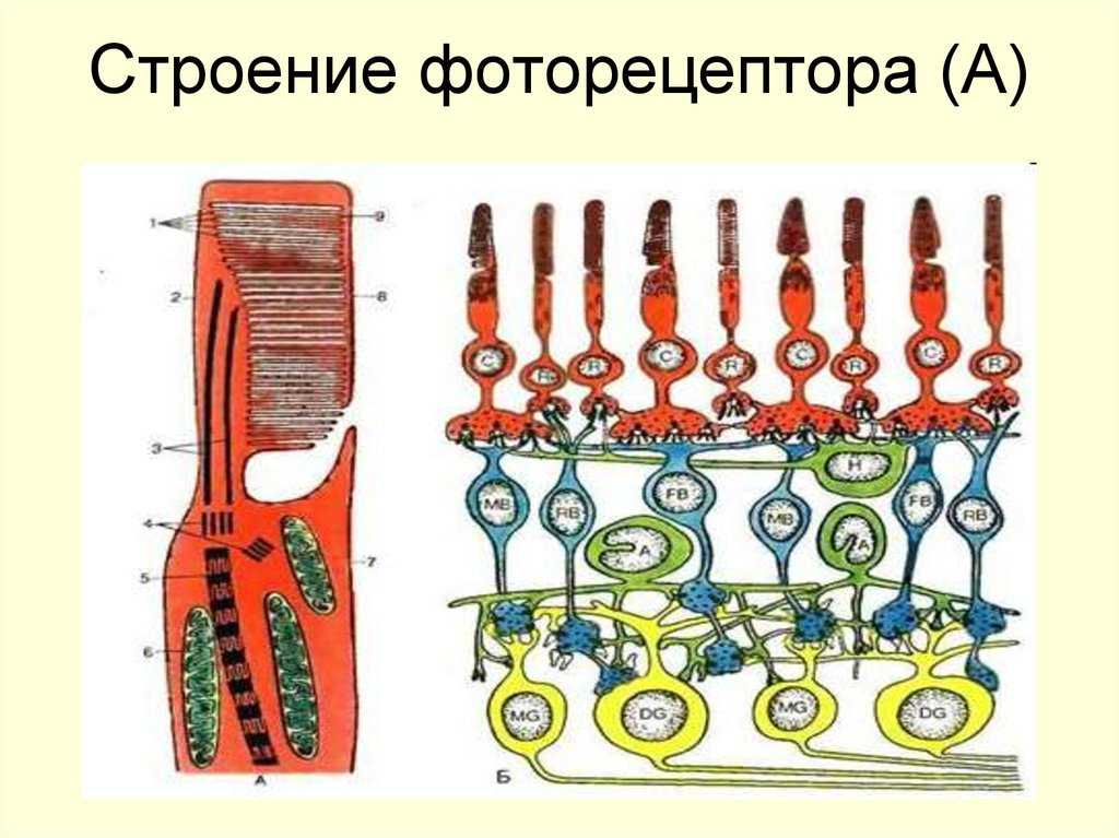 Фоторецепторы. Строение фоторецепторов. Строение фоторецепторов физиология. Строение фоторецепторов глаза. Фоторецепторы растений.