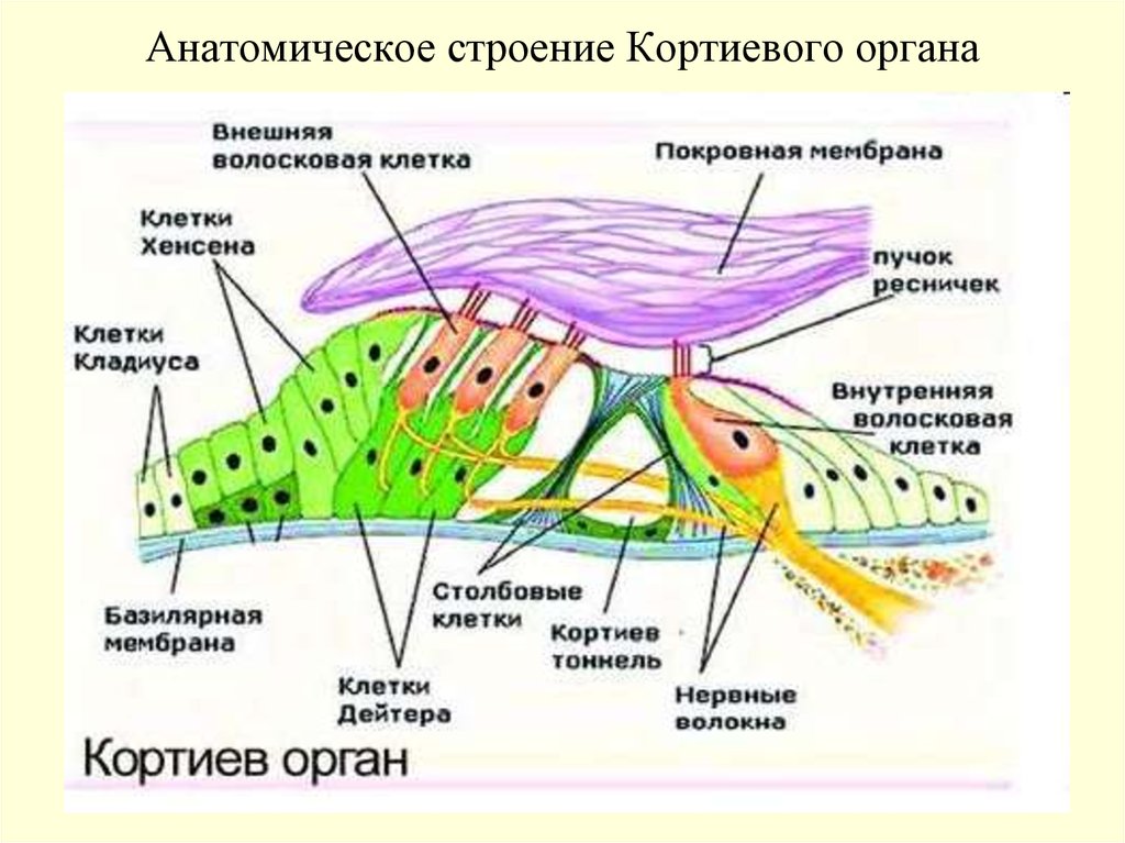 Основная мембрана. Строение Кортиева органа улитки внутреннего уха. Ухо строение Кортиева органа. Строение улитки и Кортиева органа. Строение улитки Кортиев орган.