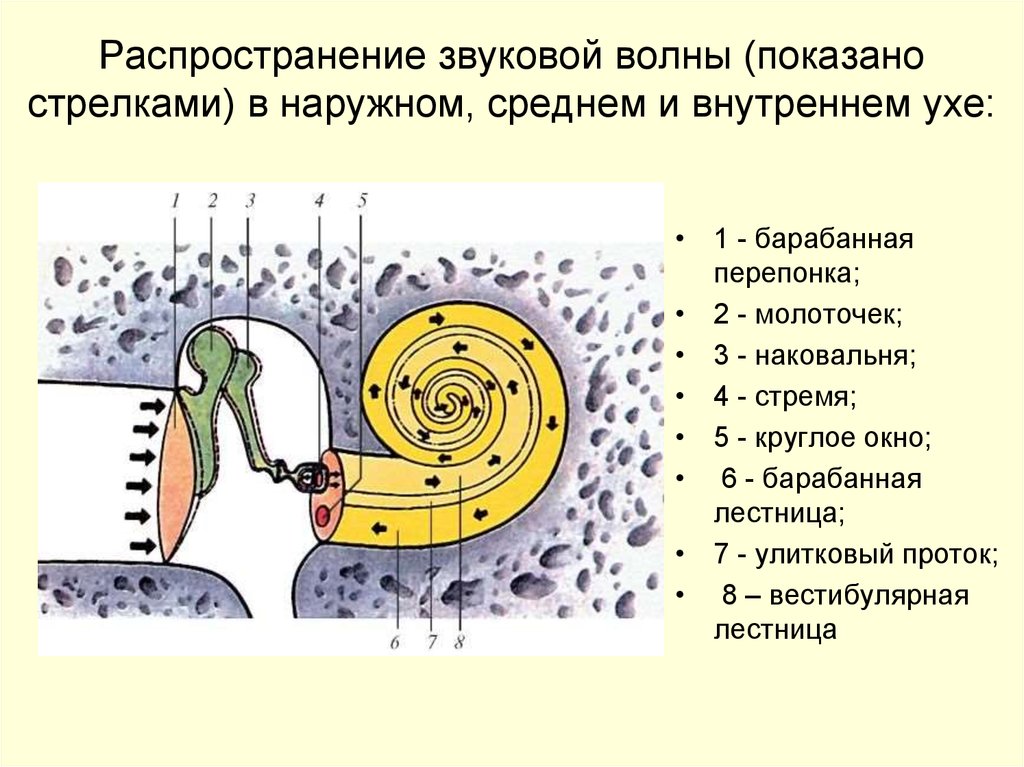 Схема распространения звука в органе слуха