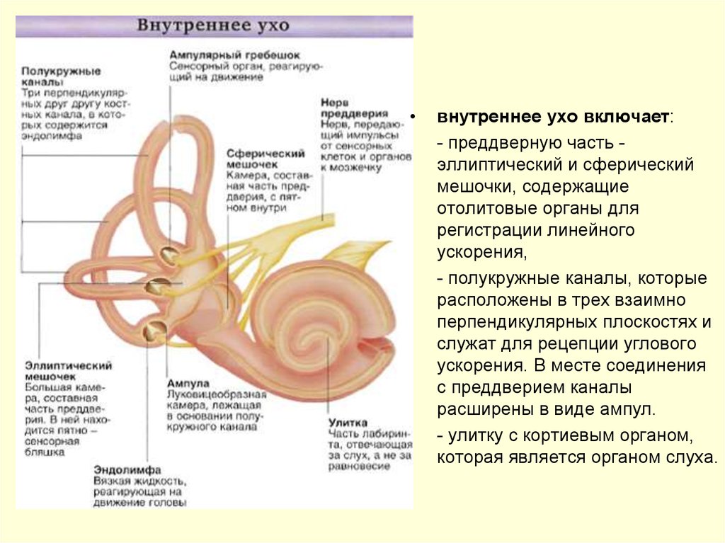 Полукружные каналы внутреннего уха расположены. Функции полукружных каналов в ухе. Полукружные протоки внутреннего уха. Полукружные каналы внутреннего уха. Полукружные каналы внутреннего уха функции.