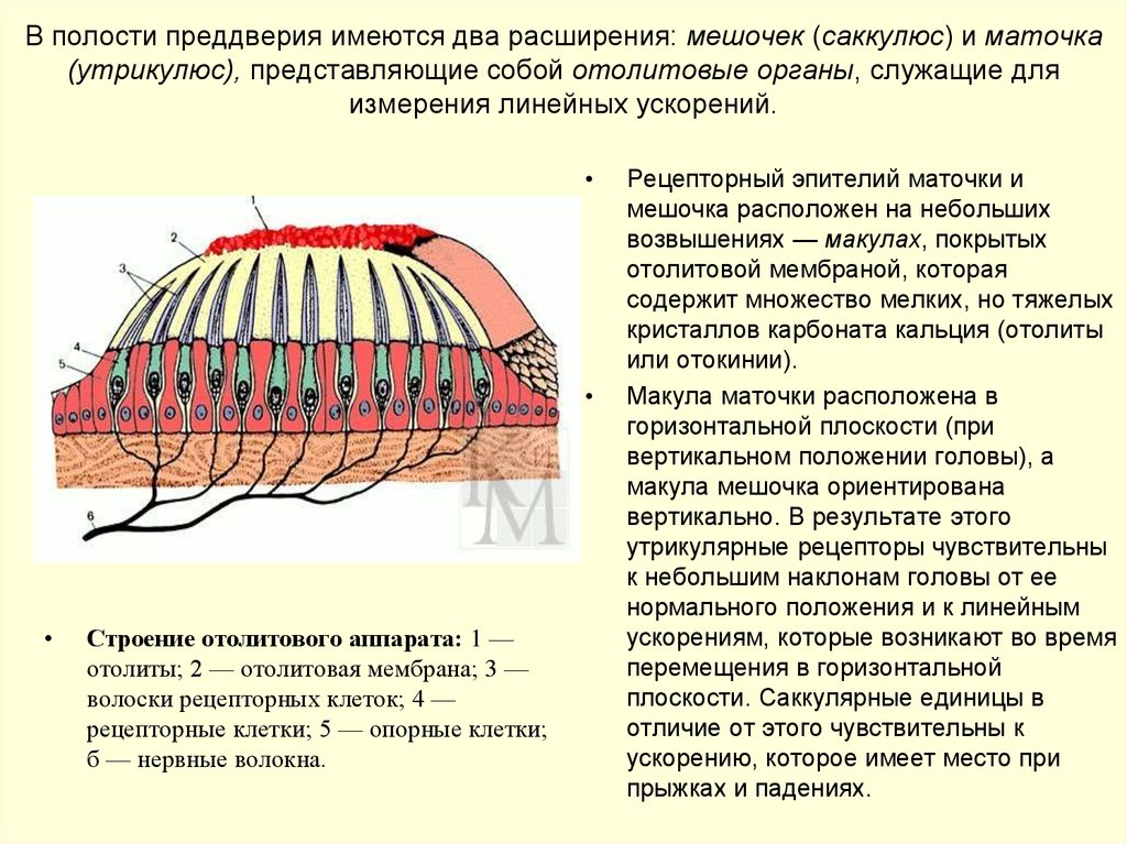 Преддверие полости