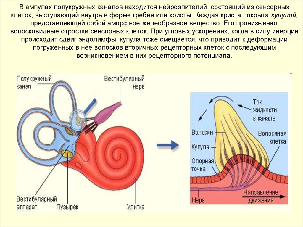 Работа вестибулярного аппарата биология 8 класс. Строение внутреннего уха отолитовый аппарат. Строение рецепторного аппарата внутреннего уха. Вестибулярный аппарат внутреннего уха строение. Строение ампулы полукружного канала.
