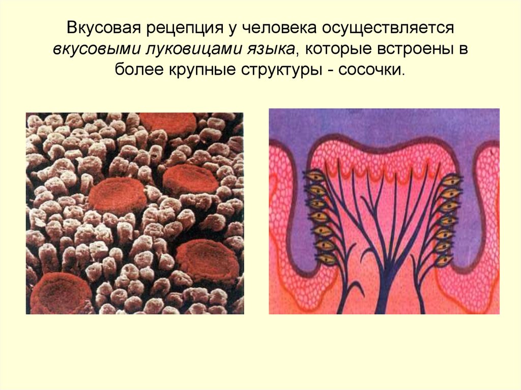 Вкусовая сенсорная система презентация