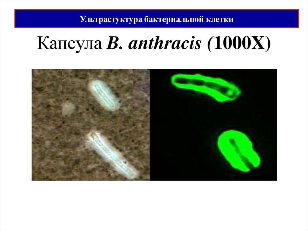 Капсула бактерий. Капсула бактериальной клетки. Морфология и ультраструктура бактерий.