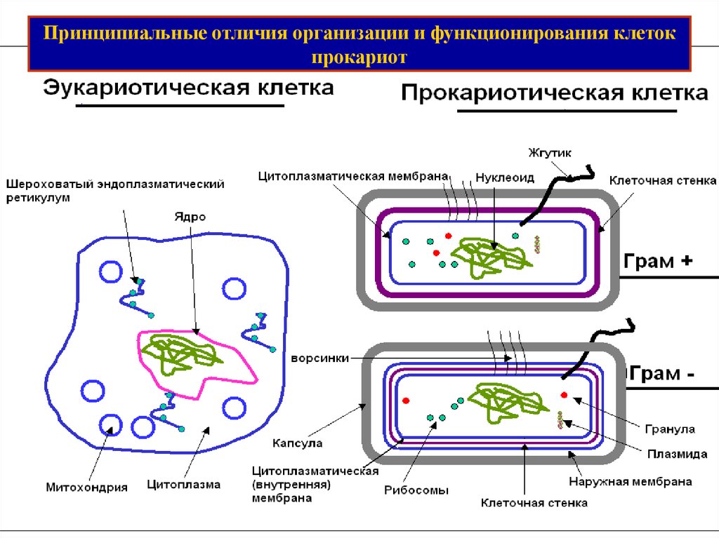 В клетках прокариот в отличие. Строение клетки прокариот бактерии. Прокариоты студариум. Прокариотическая клетка питание бактерий. Строение бактерии прокариот.