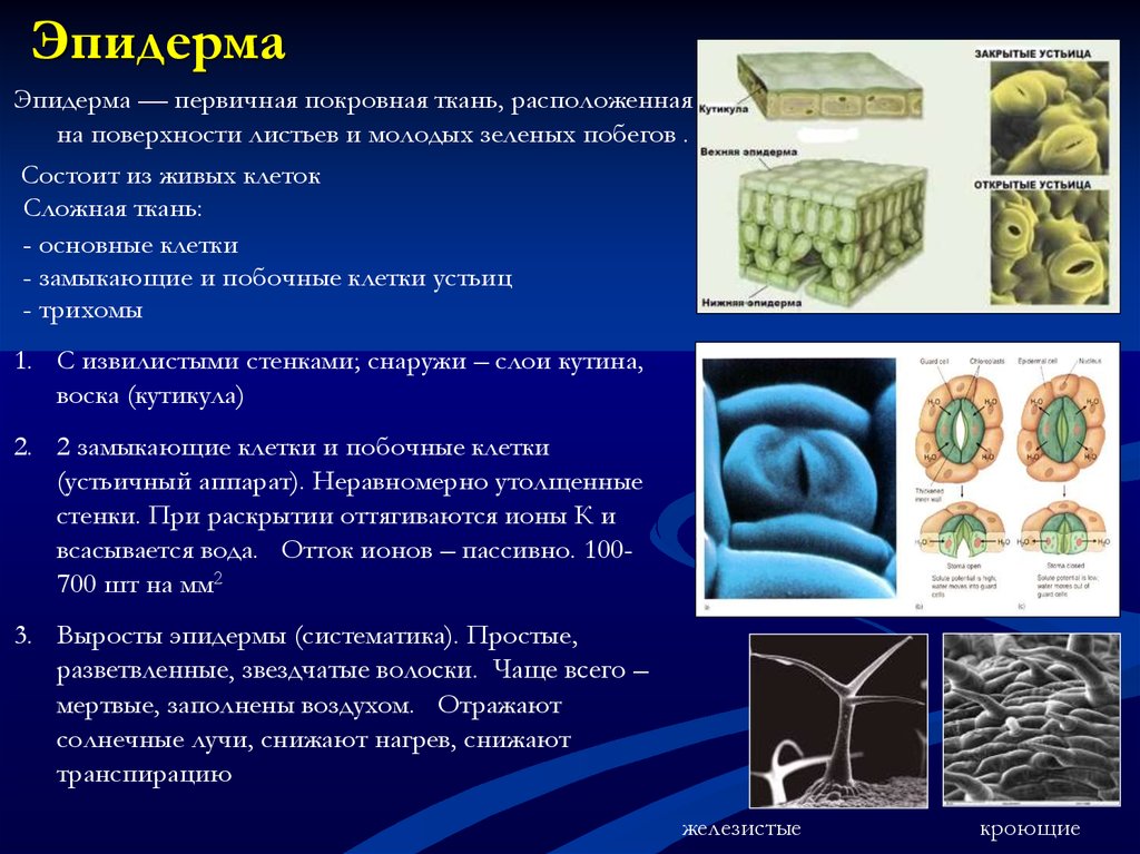 Эпидерма. Защитные приспособления эпидермы. Покровная ткань эпидерма. Функции эпидермиса растений. Функции эпидермы.