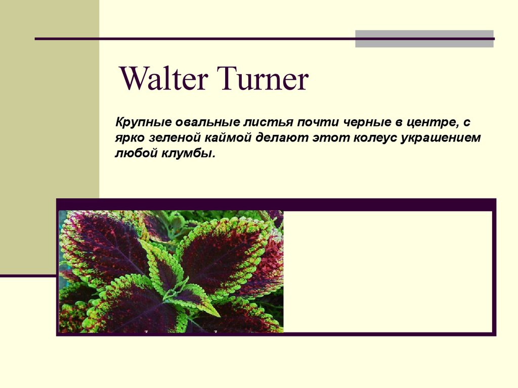 Зеленая кайма. Колеус Walter Turner. Колеус Уолтер Тернер. Колеус крючком схемы. Загадка про колеус для детей.