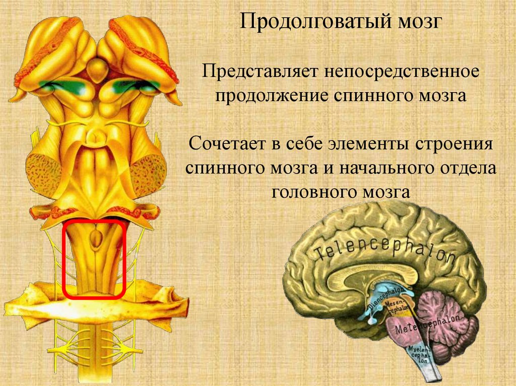 Продолговатый отдел мозга строение. Отделы головного мозга продолговатый мозг анатомия. Продолговатый мозг и спинной мозг. Нервная система продолговатый мозг. Продолговатый спинной мозг строение.