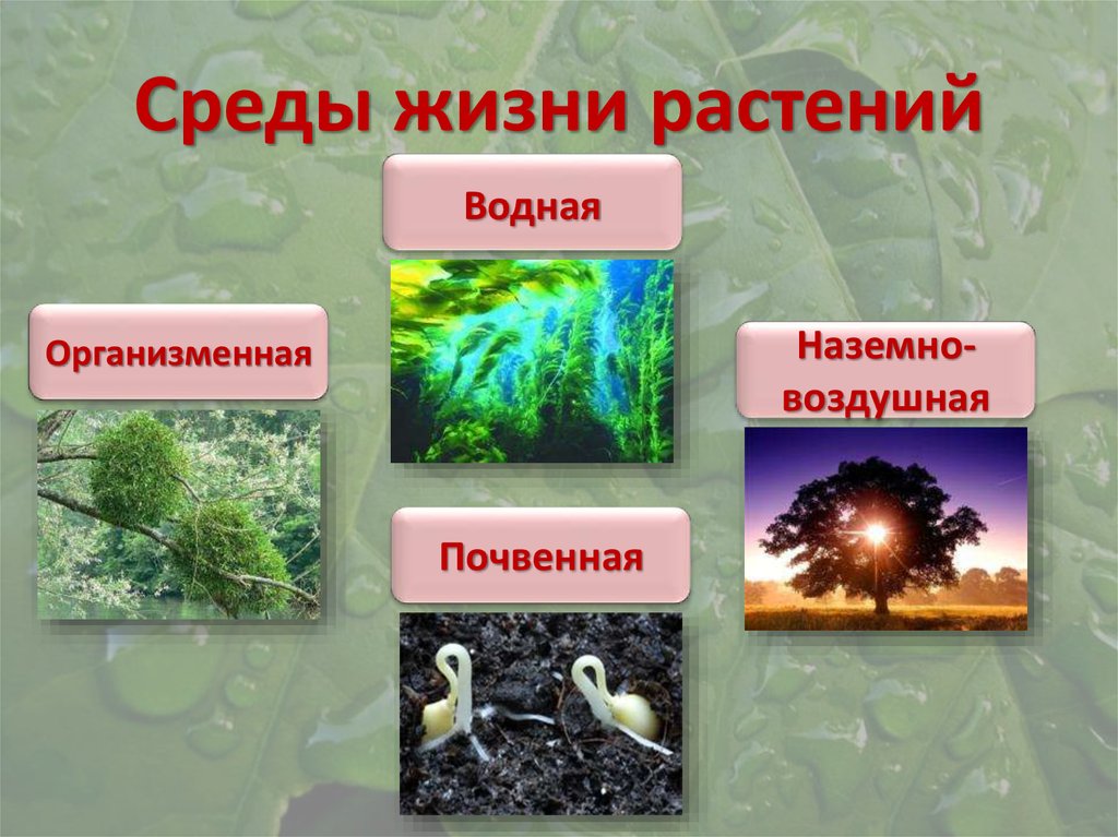 Изменения в природе летом 5 класс биология. Среды жизни. Жизнь и еда. Среда обитания растений. Среды жизни на земле.