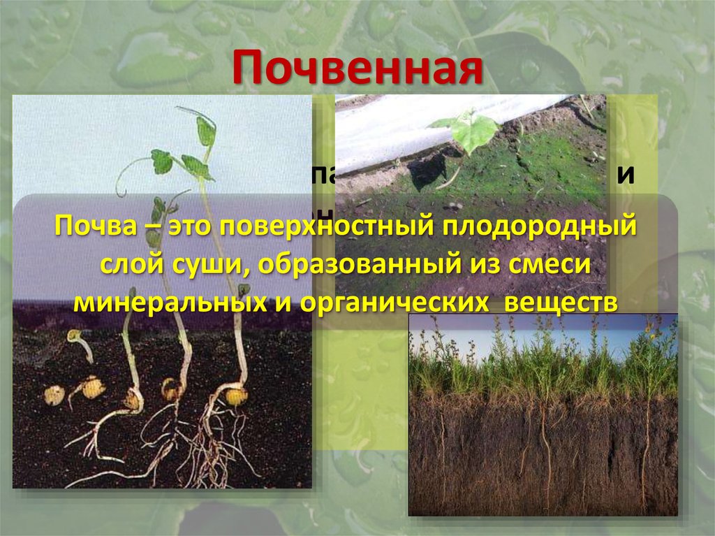 Как показано на рисунке почва является средой жизни для огромного количества организмов