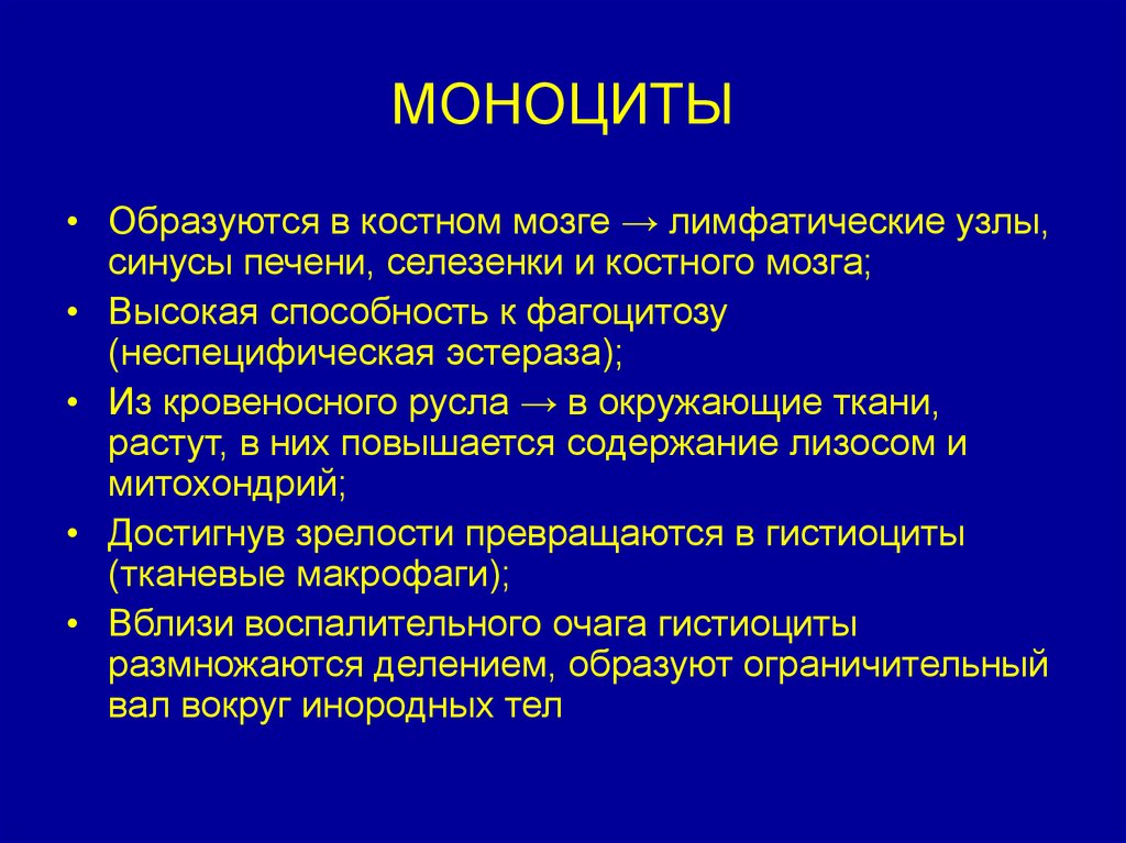 Моноциты это. Моноциты. Функции моноцитов в крови. Моноциты и их функции. Моноциты функции в организме.