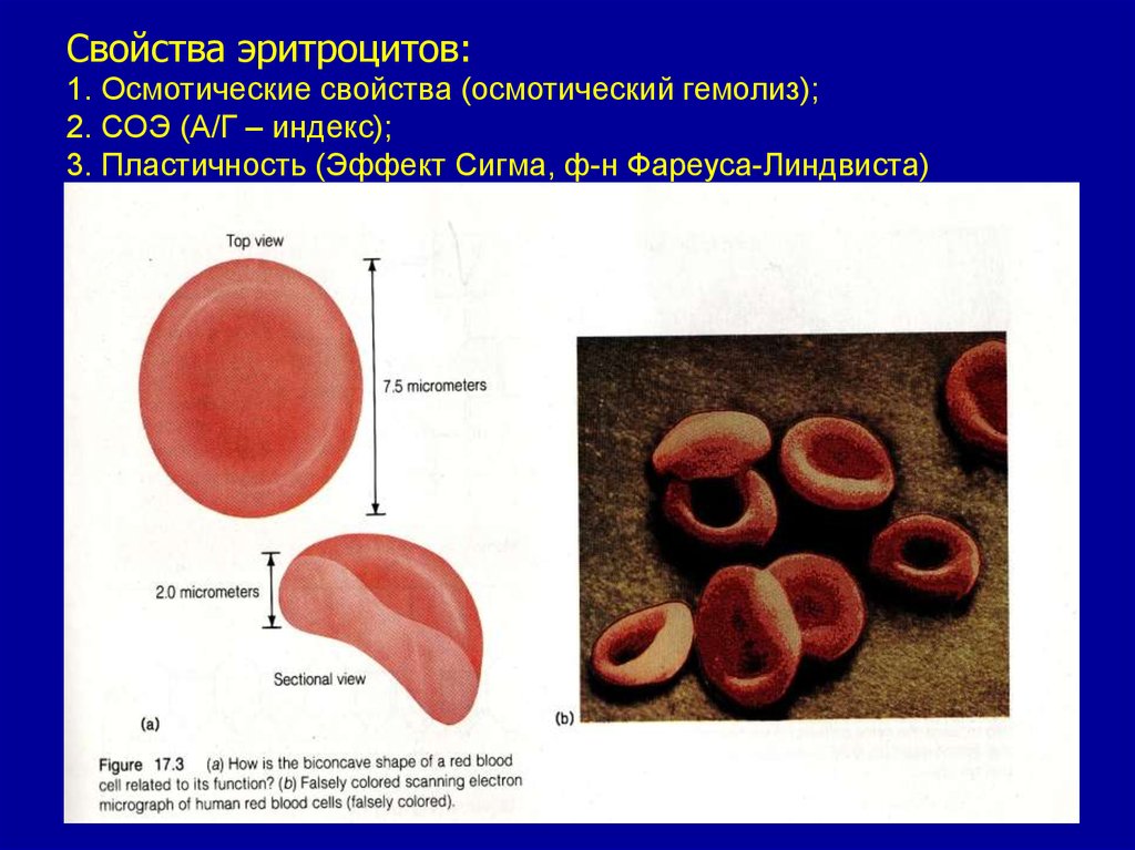 Эритроциты обеспечивают