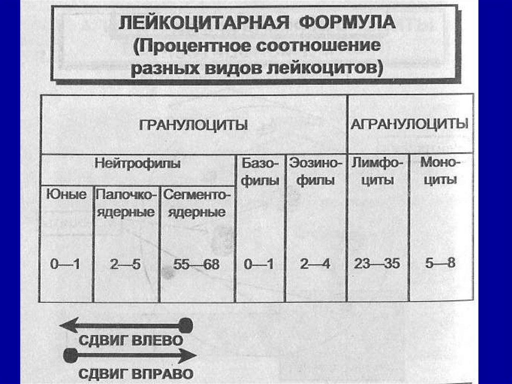 Лейкоцитарная формула крови сдвиги. Таблица нормальной лейкоцитарной формулы. Лейкоцитарная формула гранулоциты. Нормальная лейкоцитарная формула крови. Норма лимфоцитов в лейкоцитарной формуле.