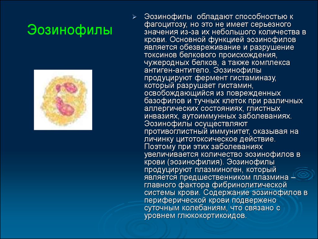 Л эозинофилы. Эозинофилы продуцируют гистамин. Эозинофильные лейкоциты.