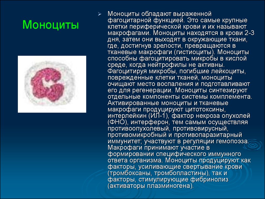 Макрофаги 2 3. Моноциты и макрофаги. Самые крупные клетки крови. Моноциты клетки. Моноциты циркулируют в периферической крови в течении.