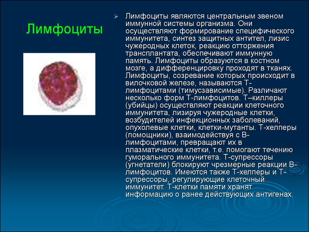 Лимфоциты какой иммунитет. Лимфоциты. В лимфоцит и плазматическая клетка. Лимфоциты образуются в. Превращение в лимфоцитов в плазматические клетки.