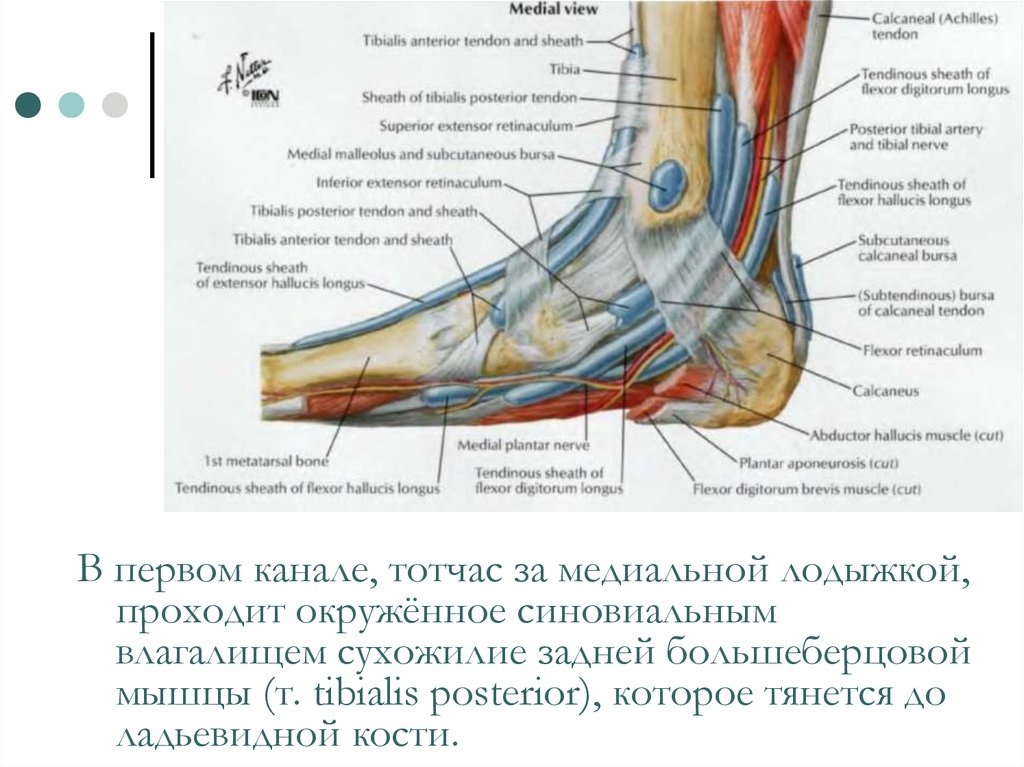 Мышцы стопы человека анатомия и связки фото