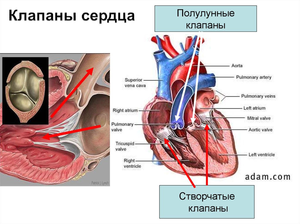 Какую функцию выполняет полулунный клапан. Полулунные клапаны сердца клапаны. Створчатый клапан и полулунный клапан. Сердечный клапан.