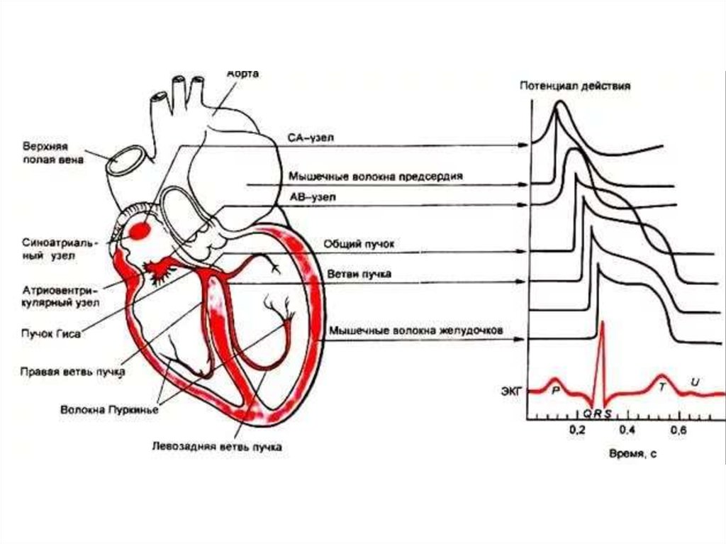 Миокард правого предсердия. Проводящая система сердца схема распространения импульса. Проводящая система сердца патологические пучки. Проводящая система сердца и кардиограмма. Проводящая система сердца схема физиология.